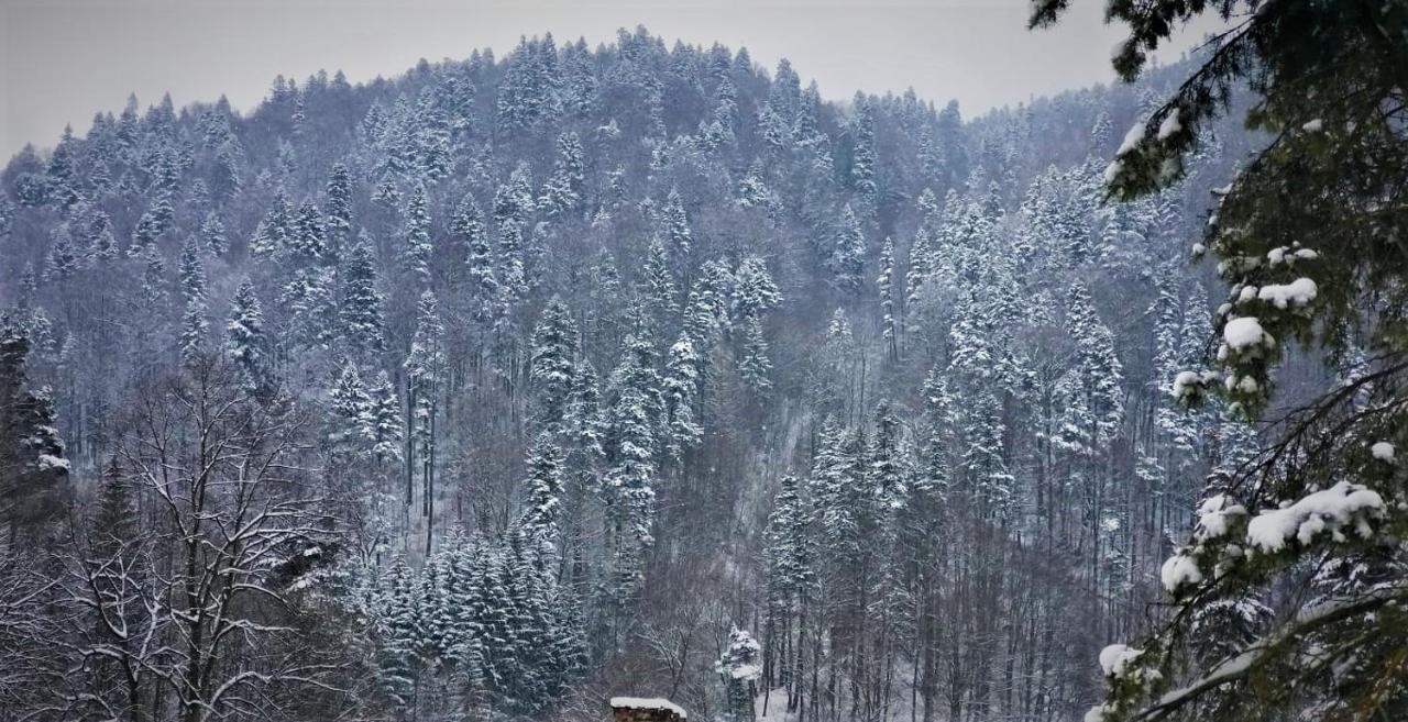 Greenstar Sinaia